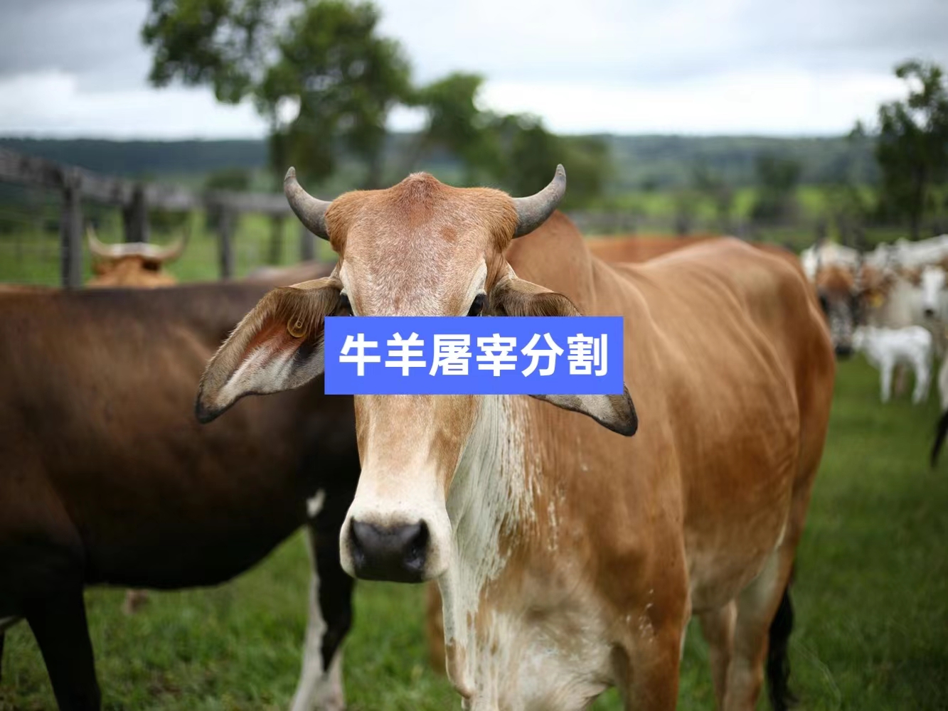 牛羊屠宰分割信息化管理軟件系統_肉聯廠屠宰場管理系統_屠宰追溯管理系統_mes生產管理系統_wms倉儲管理系統 牛羊屠宰分割信息化管理軟件系統_肉聯廠屠宰場管理系統_屠宰追溯管理系統_mes生產管理系統_wms倉儲管理系統